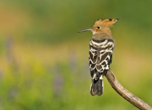 Eurasian Hoopoe (Upupa epops) perched on a branch, Aosta Valley, Italy