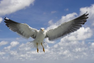 European Herring Gull (Larus argentatus) flying, Texel, Netherlands