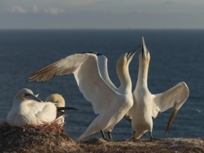 Northern Gannet (Morus bassanus) pair displaying, Schleswig-Holstein, Germany
