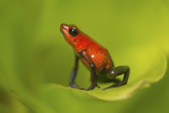 Strawberry poison frog (Oophaga pumilio), Costa Rica