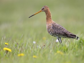 Black-tailed Godwit (Limosa limosa) foraging in marshland, North Holland, Netherlands
