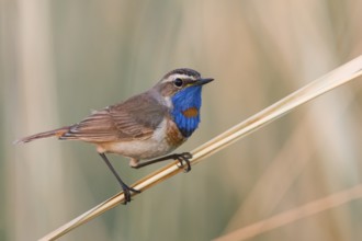 Bluethroat - Blaukehlchen - Cyanecula svecica ssp. pallidogularis, Kazakhstan, adult male