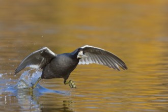 American Coot Fulica americana Gilbert Water Ranch, Gilbert, Arizona, United States 17 January