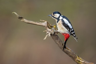 Great Spotted Woodpecker (Dendrocopos major) female, Saxony-Anhalt, Germany