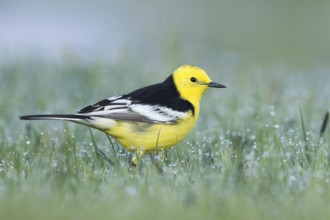 Citrine Wagtail - Zitronenstelze - Motacilla citreola ssp. calcarata, Kyrgyzstan, adult male