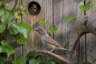 Eurasian Wryneck (Jynx torquilla) at nesting box, Saxony, Germany