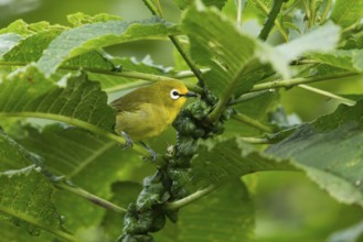 Montane White-eye (Zosterops poliogastrus) perched on a branch, Sheka, Ethiopia