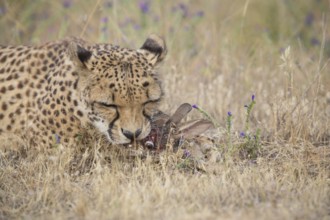 Cheetah (Acinonyx jubatus) feeding on rabbit carcass, Spain