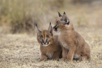 Caracal (Caracal caracal) two cubs, Castile-La Mancha, Spain
