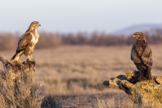 Common Buzzard (Buteo buteo) perched on a stump, Castile-La Mancha, Spain