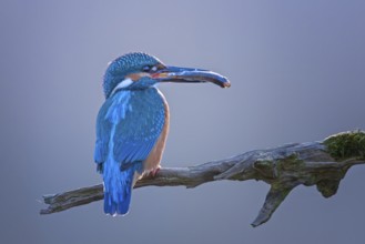 Common Kingfisher (Alcedo atthis) male perched on a branch with fish in its beak, Saxony-Anhalt,