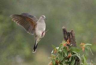 White-tipped Dove (Leptotila verreauxi) approaching a stump, Texas, USA