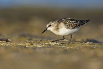 Little Stint (Calidris minuta) foraging, Poland