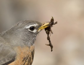 American Robin, Turdus migratorius, collecting nesting material in Saskatoon, Saskatchewan, Canada