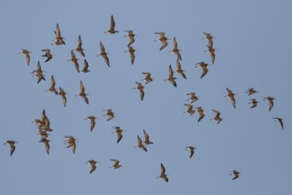 Ruff (Calidris pugnax) group flying, Lesvos, Greece