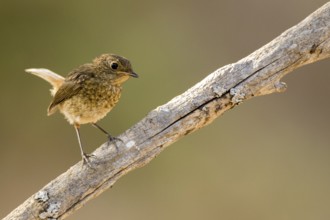 European Robin (Erithacus rubecula) juvenile, Andalusia, Spain