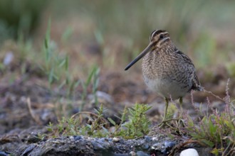 Common Snipe (Gallinago gallinago) foraging, Mecklenburg-Western Pomerania, Germany