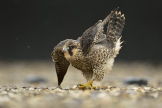 Peregrine Falcon (Falco peregrinus) young male, North Rhine-Westphalia, Germany