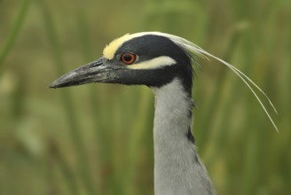 Yellow-crowned Night Heron (Nyctanassa violacea), Texas, USA