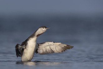 Red-throated Loon (Gavia stellata), Schleswig-Holstein, Germany