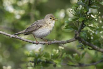 Willow Warbler (Phylloscopus trochilus) singing from a flowering branch, Poland
