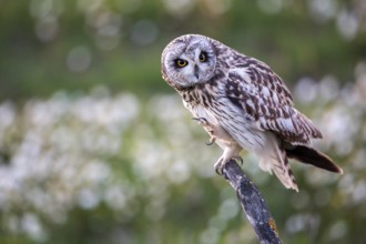 Short-eared Owl (Asio flammeus), Andalusia, Spain