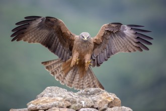 Black Kite (Milvus migrans) landing, Madrid, Spain
