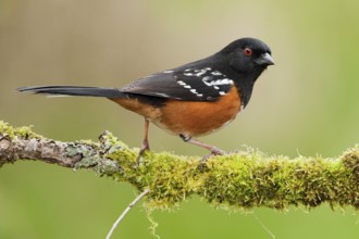 Spotted Towhee (Pipilo maculatus), British Columbia, Canada