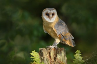 Owl in the dark forest. Barn owl, Tito alba, nice bird sitting on stone fence in forest cemetery