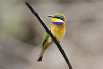 Blue-breasted Bee-eater (Merops variegatus), Uganda
