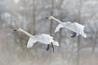 Flying white bird, Whooper Swan, Cygnus cygnus, with winter forest in background, Hokkaido, Japan.