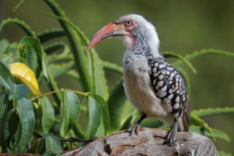Southern Red-billed Hornbill, Tockus leucomelas, bird with big bill in the nature habitat with