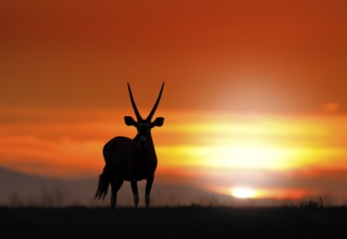 Gemsbok with orange sand dune evening sunset. Gemsbuck, Oryx gazella, large antelope in nature