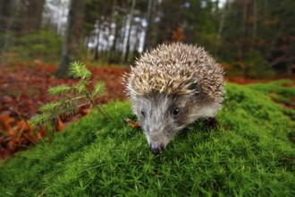 European Hedgehog, Erinaceus europaeus, on a green moss at the forest, photo with wide angle.