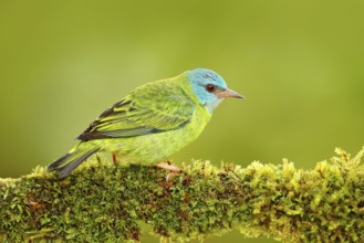 Female of Blue Dacnis, Dacnis cayana, exotic tropic blue tanager with red head, Costa Rica. Blue