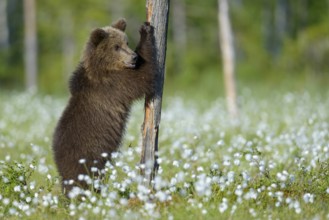Eurasian Brown Bear (Ursus arctos) cub standing at tree trunk in white cottongrass, Finland