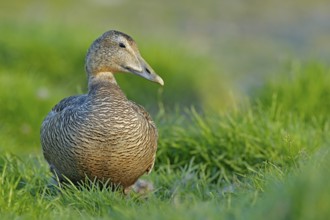Eider, Somateria mollissima, hidden in the green grass. Portrait of bird in the nature habitat,
