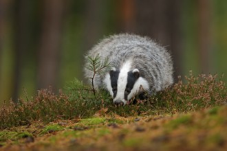 Wild Badger, Meles meles, animal in wood. European badger, autumn pine green forest. Mammal
