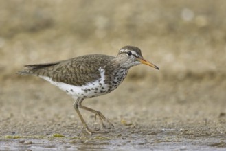 Spotted Sandpiper (Actitis macularius) foraging, North Rhine-Westphalia, Germany