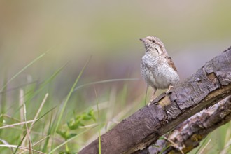 Eurasian Wryneck (Jynx torquilla), Saxony-Anhalt, Germany