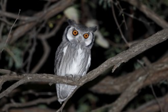 Southern White-faced Owl, Ptilopsis granti, Botswana, Chobe NP