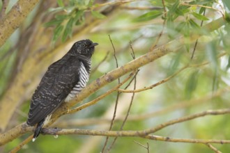 Common Cuckoo (Cuculus canorus) juvenile near the nest of an Eurasian Reed Warbler, Saxony-Anhalt,