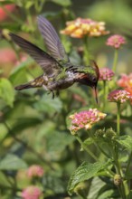 Frilled Coquette (Lophornis magnificus) flying and feeding at a flower in the Atlantic rainforest