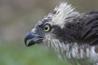 Fischadler; lat. Pandion haliaetus; Kopfportrait von der Seite; rufend mit aufgestellten