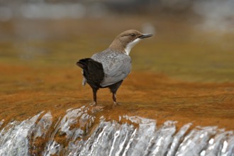 White-throated Dipper, Cinclus cinclus, brown bird with white throat in the river, waterfall in the
