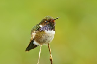 Volcano Hummingbird, Selasphorus flammula, small bird in the green leaves, animal in the nature