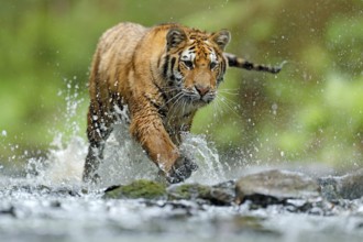 Tiger with splash river water. Tiger Action wildlife scene, wild cat, nature habitat. Tiger running