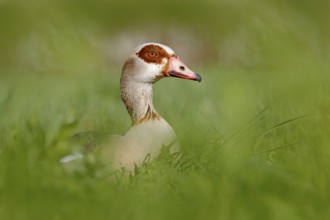 Egyptian goose, Alopochen aegyptiaca, African bird with red bill sitting in green grass. Animal