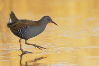 Water Rail (Rallus aquaticus), Wirral, United Kingdom