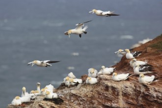 Northern Gannet (Morus bassanus), Schleswig-Holstein, Germany